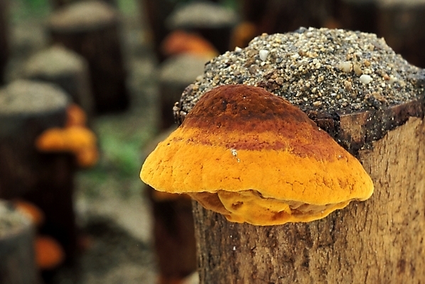 포토 JPG 식물 음식 채소 자연 사람없음 농작물 버섯 약재 나무말뚝 버섯농장 상황버섯 약용버섯 국내포토 농업 약 농장 생태계 말뚝 파일형식