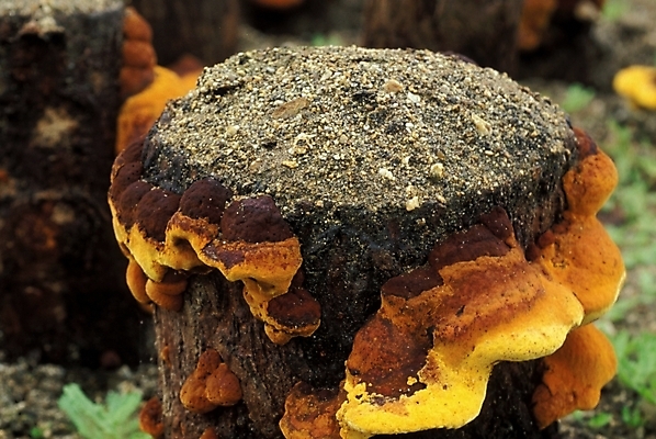 포토 JPG 식물 음식 채소 자연 사람없음 농작물 버섯 약재 나무말뚝 버섯농장 상황버섯 약용버섯 국내포토 농업 약 농장 생태계 말뚝 파일형식