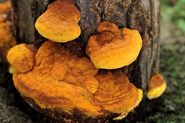 포토 JPG 식물 음식 채소 자연 사람없음 농작물 버섯 약재 나무말뚝 버섯농장 상황버섯 약용버섯 국내포토 농업 약 농장 생태계 말뚝 파일형식