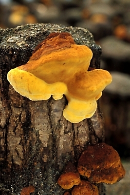 포토 JPG 식물 음식 채소 자연 사람없음 농작물 버섯 약재 나무말뚝 버섯농장 상황버섯 약용버섯 국내포토 농업 약 농장 생태계 말뚝 파일형식