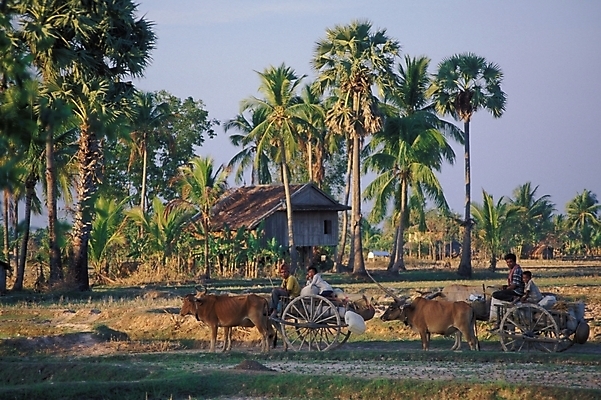 포토 JPG 나무 식물 해외풍경 해외 백그라운드 자연 풍경 사람없음 야자수 시골 소 산골 국내포토 포유류 생태계 파일형식