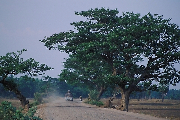 포토 JPG 나무 해외 길 백그라운드 자연 풍경 사람없음 시골 산골 국내포토 식물 생태계 파일형식