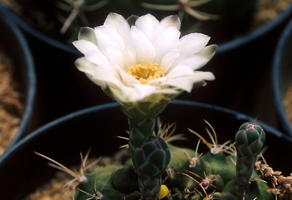 포토 JPG 식물 꽃 화분 자연 선인장 사람없음 선인장꽃 국내포토 생태계 파일형식
