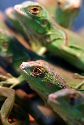 포토 JPG 동물 척추동물 파충류 사람없음 도마뱀 이구아나 국내포토 파일형식