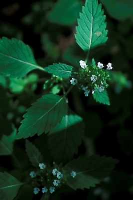 포토 JPG 식물 화초 잎 자연 사람없음 들꽃 풀잎 야생초 국내포토 꽃 풀_식물 생태계 파일형식