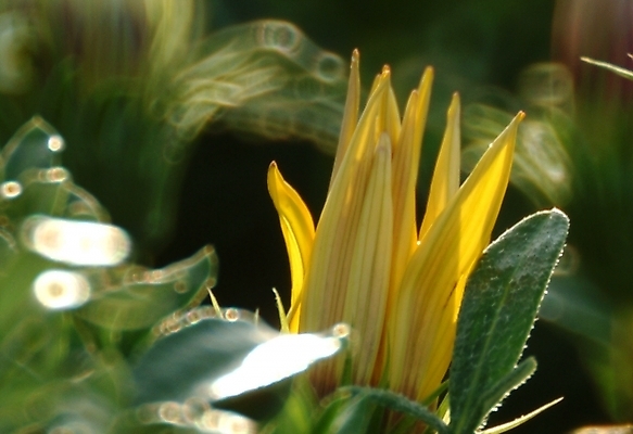 포토 JPG 식물 꽃 여름꽃 자연 사람없음 들꽃 호박꽃 국내포토 생태계 파일형식 여름_계절