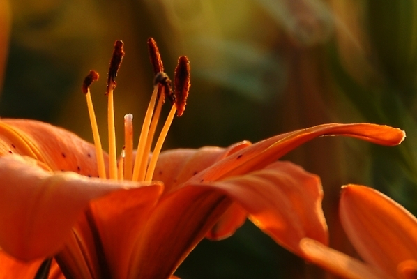 포토 JPG 식물 꽃 한송이 자연 근접촬영 사람없음 주황색 나리꽃 국내포토 1 뷰포인트 컬러 생태계 송이 파일형식