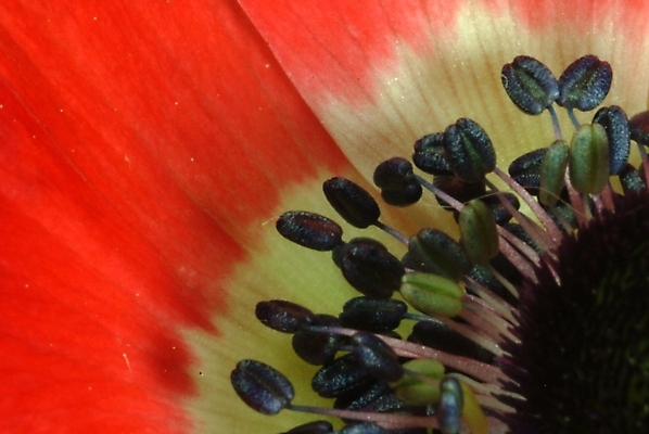 포토 JPG 식물 꽃잎 꽃 한송이 자연 근접촬영 사람없음 암술 아네모네 국내포토 1 뷰포인트 꽃술_꽃 생태계 송이 파일형식