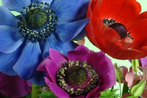 포토 JPG 식물 꽃 여러송이 자연 근접촬영 사람없음 들꽃 아네모네 국내포토 뷰포인트 다수 생태계 파일형식