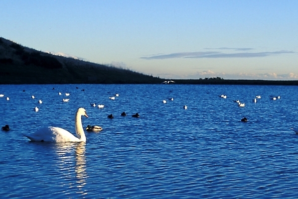 포토 JPG 동물 척추동물 호수 자연 조류 풍경 사람없음 강 백조 고니 국내포토 생태계 파일형식