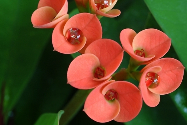 포토 JPG 식물 꽃잎 꽃 여러송이 자연 사람없음 물방울 이슬 진홍색 국내포토 다수 빨간색 생태계 파일형식