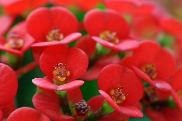 포토 JPG 식물 꽃잎 꽃 여러송이 자연 근접촬영 사람없음 진홍색 꽃기린 국내포토 뷰포인트 다수 빨간색 생태계 파일형식