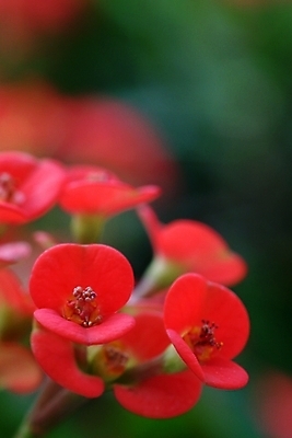 포토 JPG 식물 꽃잎 꽃 여러송이 자연 근접촬영 사람없음 진홍색 꽃기린 국내포토 뷰포인트 다수 빨간색 생태계 파일형식