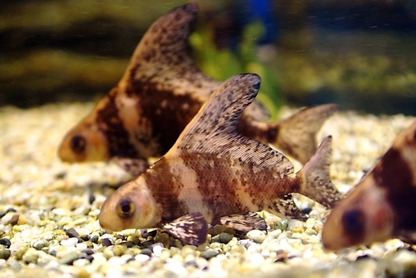 포토 JPG 동물 척추동물 관상어 어류 근접촬영 사람없음 열대어 수족관 국내포토 뷰포인트 수중동물 파일형식