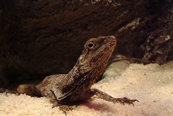 포토 JPG 동물 척추동물 파충류 사람없음 도마뱀 이구아나 국내포토 파일형식