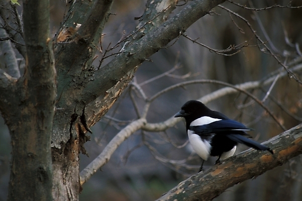포토 JPG 주간 나무 동물 척추동물 조류 사람없음 야외 나뭇가지 까치 국내포토 자연요소 식물 파일형식