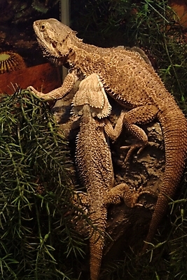 포토 JPG 동물 척추동물 파충류 사람없음 도마뱀 이구아나 국내포토 파일형식