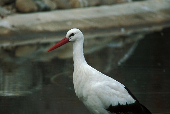 포토 JPG 주간 동물 척추동물 물결 야생동물 조류 오리 사람없음 야외 물 천연기념물 홍부리황새 황새 국내포토 자연요소 파일형식