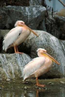 포토 JPG 주간 동물 척추동물 야생동물 두마리 조류 동물원 사람없음 야외 펠리컨 국내포토 자연요소 2 파일형식