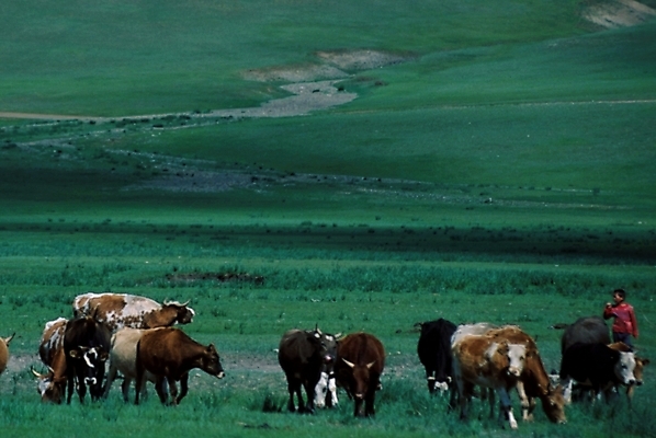 포토 JPG 주간 동물 척추동물 해외풍경 육지동물 아시아 외국문화 포유류 자연 사람 풍경 초원 야외 가축 목초지 소 몽골 언덕 황소 목축지 국내포토 자연요소 해외 나라 문화 목장 생태계 파일형식 초원_자연