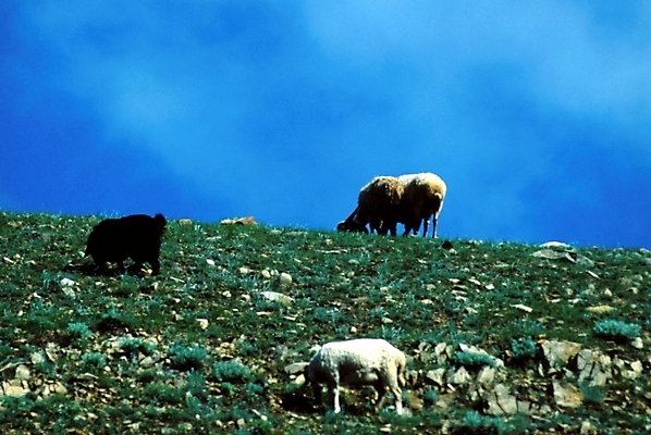 포토 JPG 주간 동물 척추동물 해외풍경 육지동물 아시아 외국문화 포유류 자연 하늘 염소 풍경 초원 사람없음 야외 가축 양 몽골 언덕 국내포토 자연요소 해외 나라 문화 생태계 파일형식