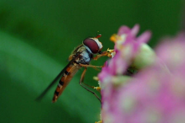 포토 JPG 주간 동물 곤충 절지류 자연 근접촬영 사람없음 야외 벌 국내포토 자연요소 뷰포인트 생태계 파일형식