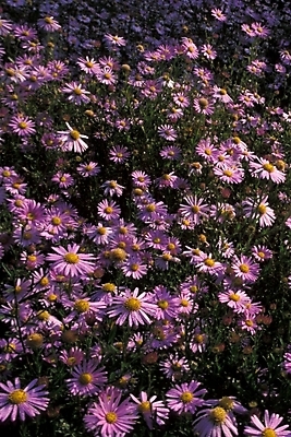 포토 JPG 주간 식물 꽃잎 꽃 여러송이 자연 가을꽃 사람없음 야외 구절초 국내포토 자연요소 다수 생태계 파일형식 가을_계절