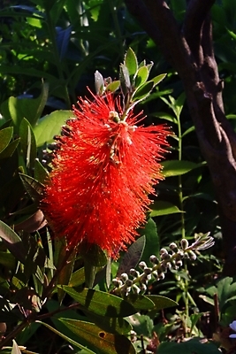 포토 JPG 주간 식물 꽃잎 꽃 자연 근접촬영 사람없음 야외 진홍색 국내포토 자연요소 뷰포인트 빨간색 생태계 파일형식