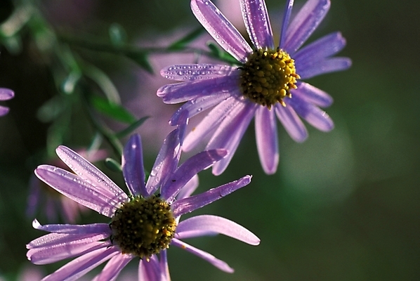 포토 JPG 주간 식물 꽃잎 꽃 자연 가을꽃 근접촬영 사람없음 야외 들꽃 꽃술_꽃 두송이 벌개미취 국내포토 자연요소 뷰포인트 2 생태계 파일형식 가을_계절