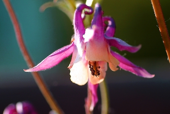 포토 JPG 주간 식물 꽃잎 꽃 한송이 봄꽃 자연 근접촬영 사람없음 야외 들꽃 매발톱꽃 국내포토 자연요소 1 뷰포인트 봄 생태계 송이 파일형식