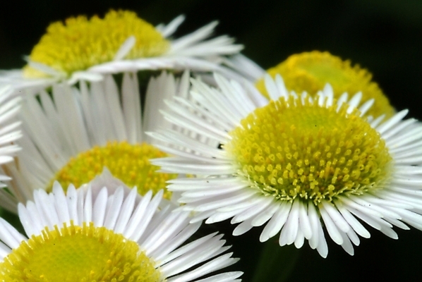 포토 JPG 식물 꽃 여러송이 여름꽃 자연 근접촬영 사람없음 들꽃 개망초 국내포토 뷰포인트 다수 생태계 파일형식 여름_계절
