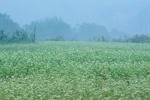 포토 JPG 주간 식물 꽃 꽃밭 밭 자연 풍경 초원 사람없음 야외 들꽃 야생초 국내포토 자연요소 농업 생태계 파일형식