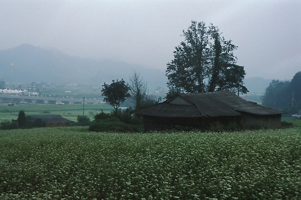 포토 JPG 주간 식물 꽃 꽃밭 밭 자연 주택 풍경 초원 사람없음 야외 들꽃 농촌 시골 야생초 국내포토 자연요소 농업 건물 생태계 파일형식