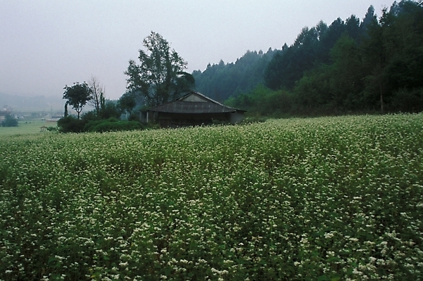 포토 JPG 주간 식물 꽃 꽃밭 밭 자연 풍경 초원 사람없음 야외 들꽃 야생초 국내포토 자연요소 농업 생태계 파일형식