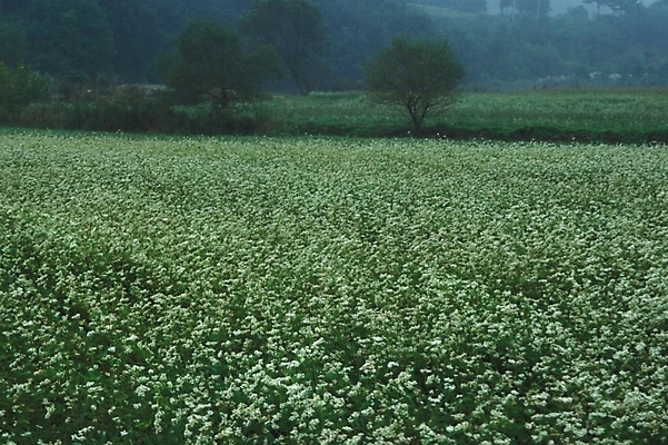 포토 JPG 주간 식물 꽃 꽃밭 밭 자연 풍경 초원 사람없음 야외 들꽃 농촌 야생초 국내포토 자연요소 농업 시골 생태계 파일형식