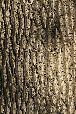 포토 JPG 주간 식물 백그라운드 무늬 자연 근접촬영 사람없음 야외 목재 나무껍질 국내포토 자연요소 나무 뷰포인트 재료 껍질 생태계 파일형식