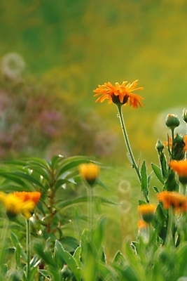 포토 JPG 주간 식물 꽃 여러송이 자연 풍경 사람없음 야외 주황색 들꽃 야생초 국내포토 자연요소 컬러 다수 생태계 파일형식