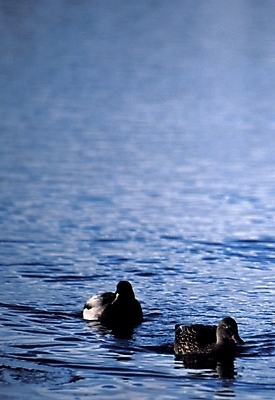 포토 JPG 주간 동물 척추동물 호수 조류 오리 사람없음 야외 물 강 청둥오리 국내포토 자연요소 파일형식