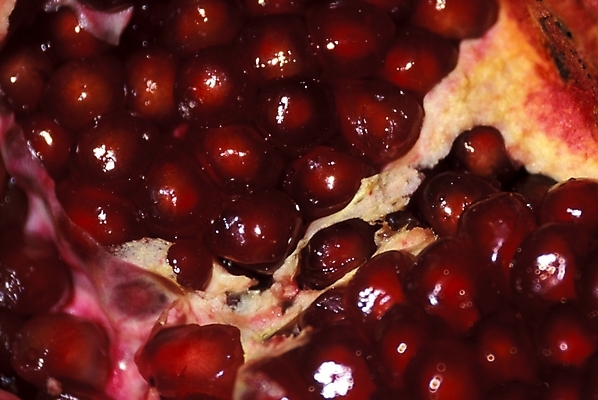 포토 JPG 식물 열매 음식 과일 근접촬영 사람없음 농작물 석류 석류알 국내포토 뷰포인트 농업 파일형식