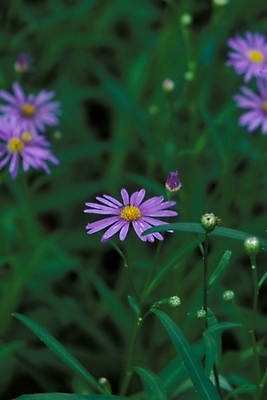 포토 JPG 식물 꽃 배경화면 여러송이 백그라운드 자연 가을꽃 풍경 사람없음 들꽃 벌개미취 국내포토 다수 생태계 파일형식 가을_계절