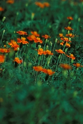 포토 JPG 식물 꽃 배경화면 여러송이 백그라운드 여름꽃 자연 풍경 사람없음 들꽃 금잔화 국내포토 다수 생태계 파일형식 여름_계절