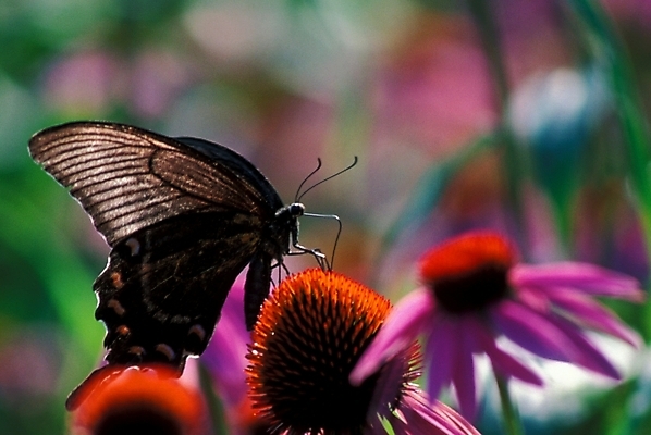 포토 JPG 식물 꽃 배경화면 나비 곤충 백그라운드 절지류 자연 풍경 근접촬영 사람없음 호랑나비 국내포토 동물 뷰포인트 생태계 파일형식