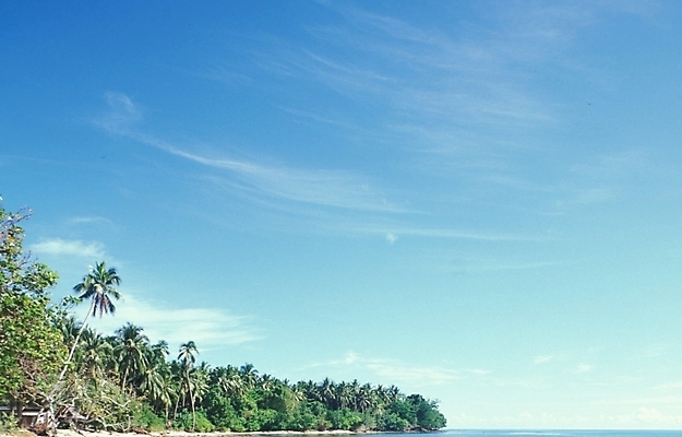 포토 JPG 주간 나무 식물 구름 해외풍경 외국문화 백그라운드 자연 하늘 풍경 사람없음 야외 야자수 오세아니아 휴양지 파푸아뉴기니 국내포토 자연요소 해외 나라 문화 장소 생태계 파일형식