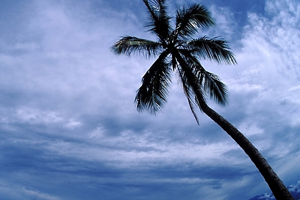 포토 JPG 주간 나무 식물 구름 해외풍경 외국문화 백그라운드 자연 하늘 풍경 사람없음 야외 야자수 오세아니아 휴양지 파푸아뉴기니 국내포토 자연요소 해외 나라 문화 장소 생태계 파일형식