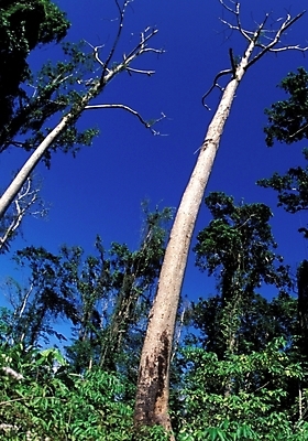 포토 JPG 주간 나무 식물 해외풍경 외국문화 백그라운드 자연 풍경 사람없음 야외 오세아니아 파푸아뉴기니 국내포토 자연요소 해외 나라 문화 생태계 파일형식