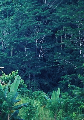 포토 JPG 주간 나무 해외풍경 외국문화 백그라운드 자연 산 풍경 사람없음 야외 오세아니아 숲 열대우림 파푸아뉴기니 국내포토 자연요소 식물 해외 나라 문화 생태계 파일형식
