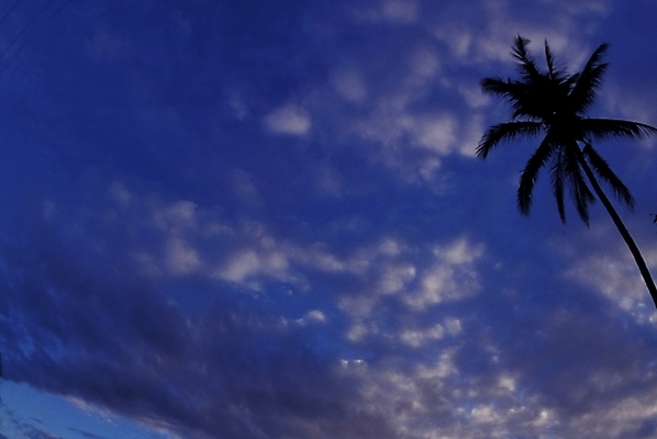 포토 JPG 주간 나무 식물 구름 해외풍경 외국문화 백그라운드 자연 하늘 풍경 사람없음 야외 야자수 오세아니아 휴양지 파푸아뉴기니 국내포토 자연요소 해외 나라 문화 장소 생태계 파일형식
