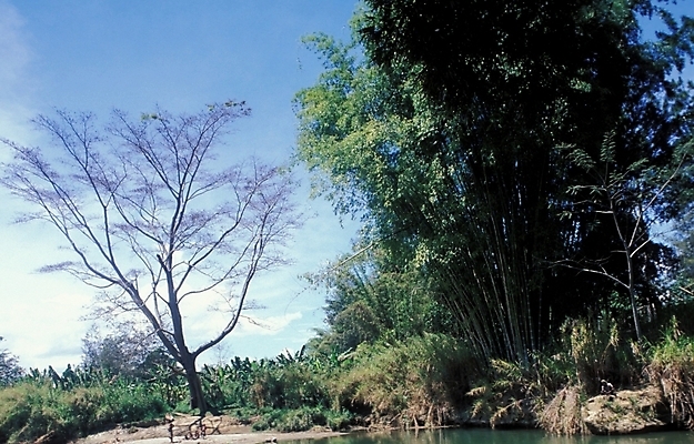 포토 JPG 주간 나무 식물 구름 해외풍경 외국문화 백그라운드 자연 하늘 풍경 사람없음 야외 오세아니아 숲 파푸아뉴기니 국내포토 자연요소 해외 나라 문화 생태계 파일형식