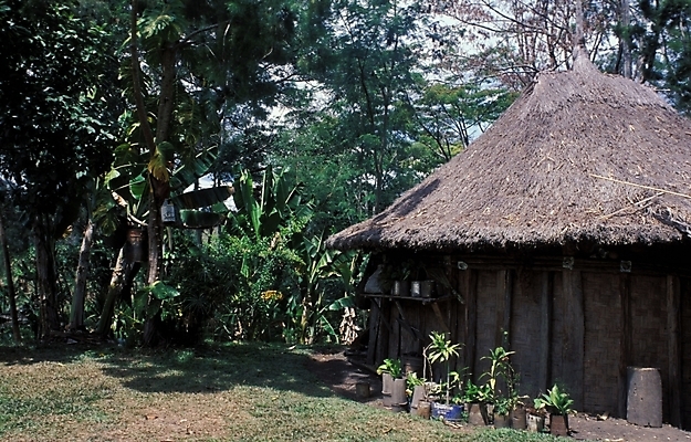 포토 JPG 주간 나무 식물 해외풍경 외국문화 백그라운드 고건축 자연 풍경 사람없음 야외 오세아니아 오두막 파푸아뉴기니 국내포토 자연요소 해외 건축물 나라 문화 생태계 파일형식