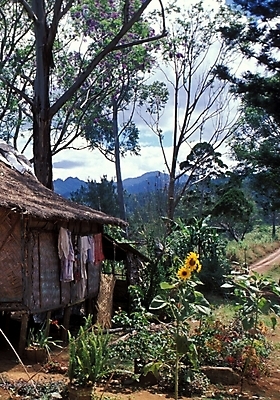 포토 JPG 주간 나무 식물 해외풍경 외국문화 백그라운드 고건축 자연 풍경 사람없음 야외 오세아니아 오두막 파푸아뉴기니 국내포토 자연요소 해외 건축물 나라 문화 생태계 파일형식